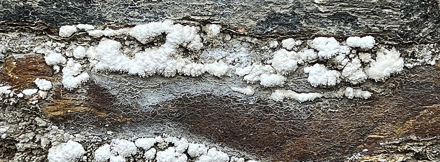 White arsenic crystals growing out of industrial ruins in the Tamar Valley