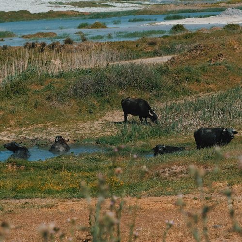 Wetland Disappearance