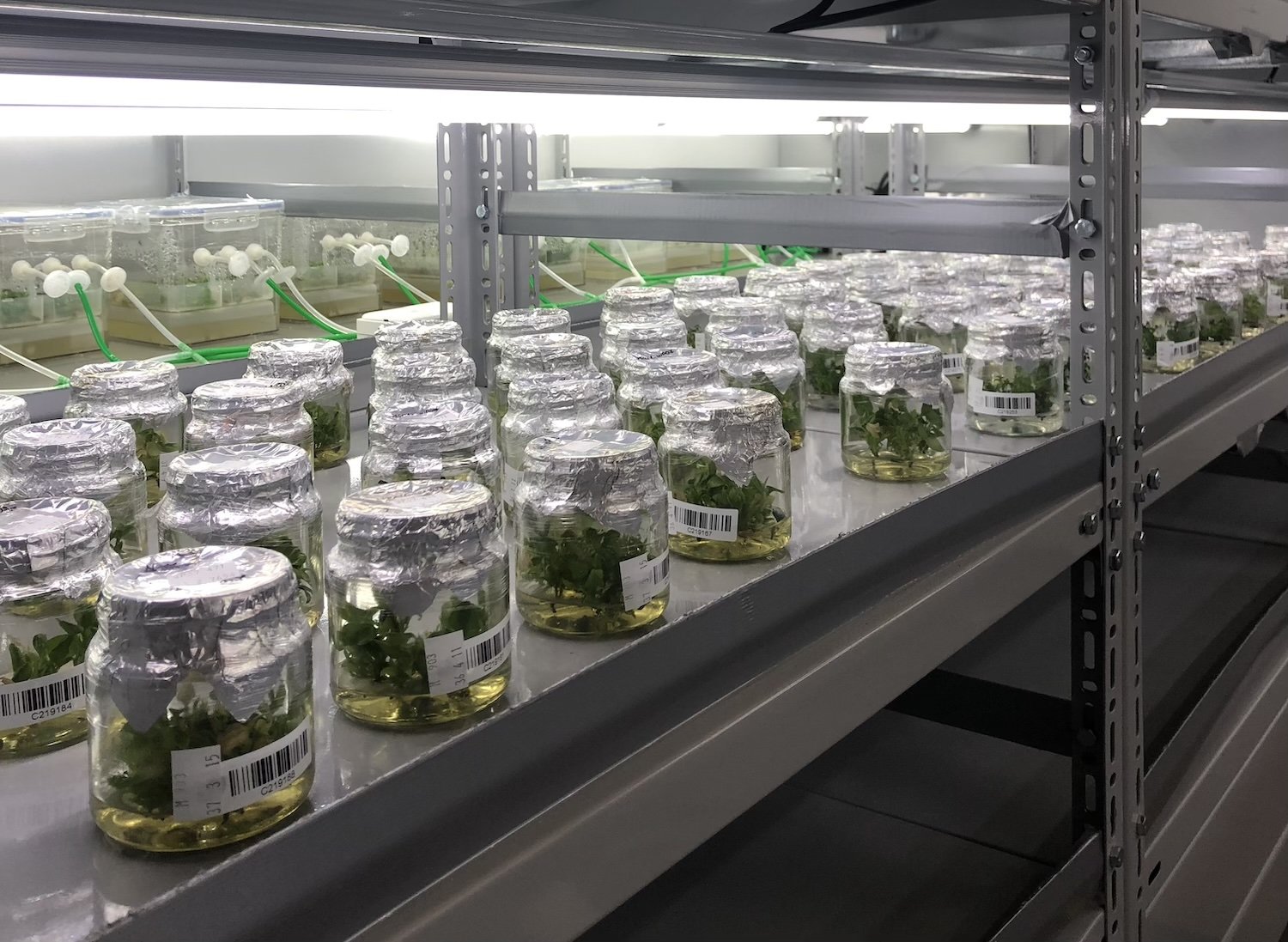 Work by Blanca Valdes