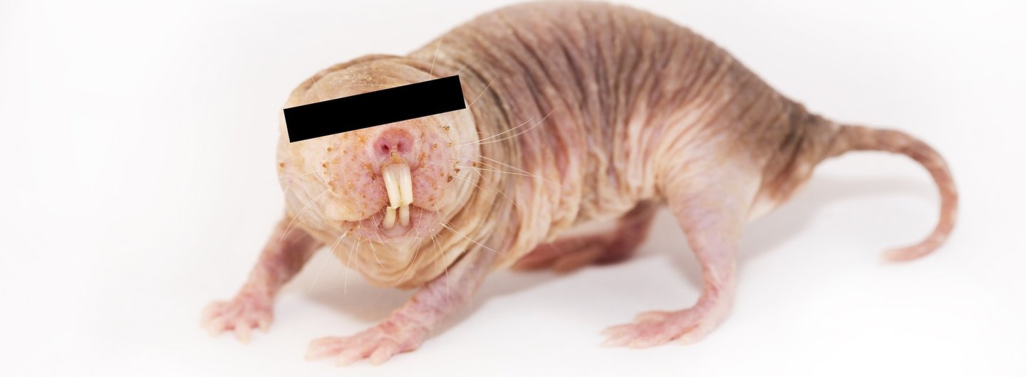 Naked Mole-rat Redacted Portrait part of RAT.systems by Julie Freeman, photo by Lorna Faulkes