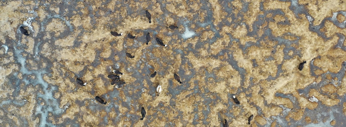 Yaks in Wetland Pasture, February 2024